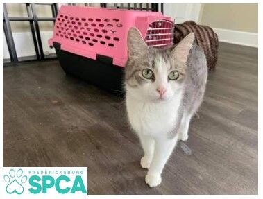 SPCA_Sydney